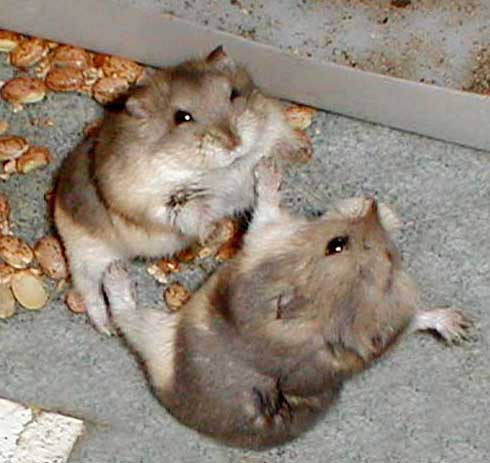 Hamster fight