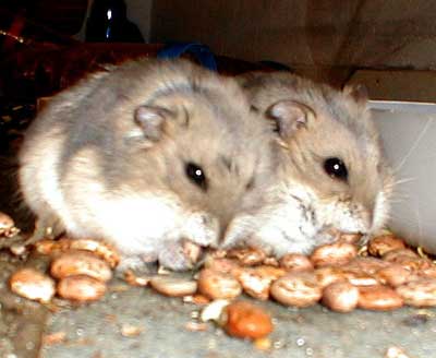 Hamsters busy eating