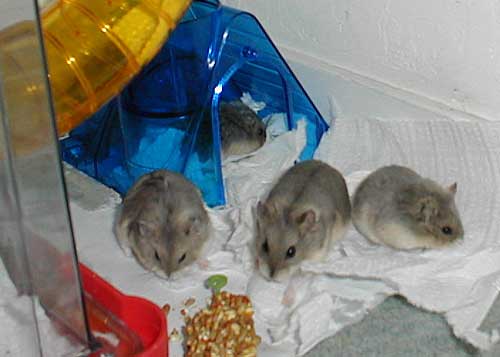4 hamster toddlers
