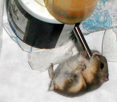 Hamster drinking