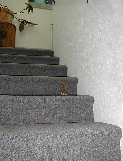 A hamster on the stairs