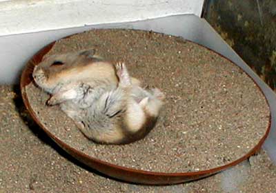 Hamster taking a sandbath
