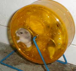 Hamster in wheel