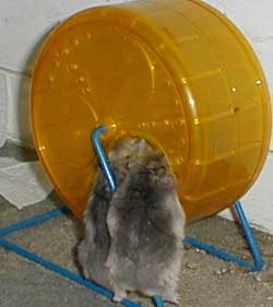 Hamsters in wheel