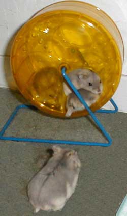 Hamsters in wheel