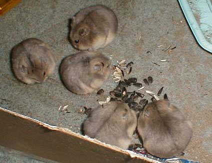 5 hamsters eating sunflower seeds